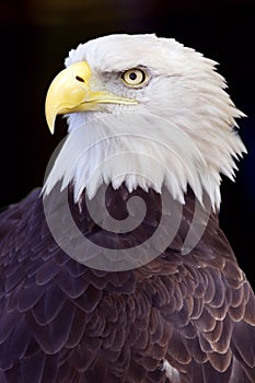 Bald Eagle (Haliaeetus leucocephalus) Against Black