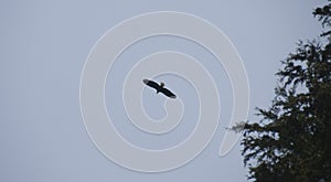 Bald Eagle - Haliaeetus leucocephalus - against blue sky with Evergreen