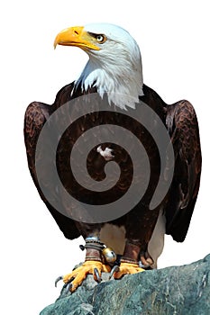 Bald eagle (Haliaeetus leucocephalus), or American Eagle, a bird of prey found in North America