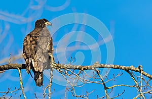 Calvo águila ()  en británico 