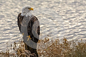 Bald Eagle Haliaeetus leucocephalus in British Columbia, Canada