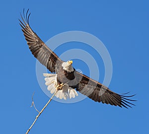 Bald eagle (Haliaeetus leucocephalus),flying in the blue sky and holding a nesting stick with talons