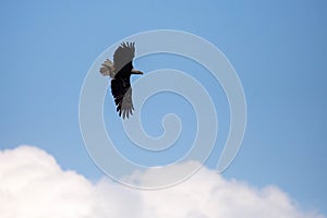 Bald Eagle Haliaeetus leucocephalus flying while carrying a fish with copy space