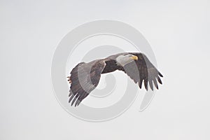 Bald eagle Haliaeetus leucocephalus flying near boundry bay, V