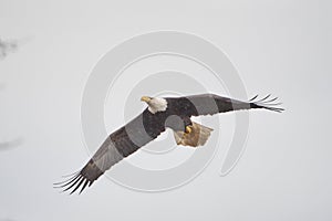 Bald eagle Haliaeetus leucocephalus flying near boundry bay, V