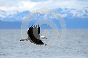 Bald eagle [haliaeetus leucocephalus] flying with outstretched wings outside Homer Spit Alaska United States