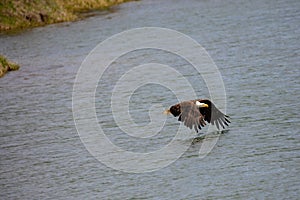 Bald Eagle Haliaeetus Leucocephalus flying over the Snake River at  Oxbow Bend Turnout, Wyoming