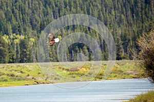 Bald Eagle Haliaeetus Leucocephalus flying over the Snake River at  Oxbow Bend Turnout, Wyoming