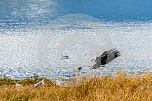 Calvo águila en británico 