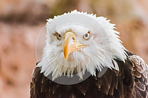 Bald eagle Haliaeetus leucocephalus head portrait