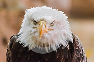 Bald eagle Haliaeetus leucocephalus head portrait
