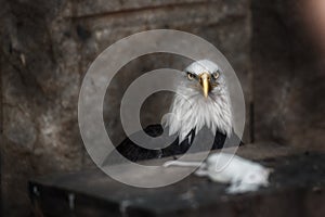 Bald Eagle Haliaeetus leucocephalus head portrait