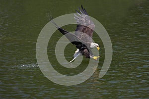 Bald Eagle, haliaeetus leucocephalus, Immature in Flight above water, Fishing