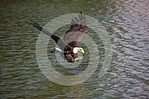 Bald Eagle, haliaeetus leucocephalus, Immature in Flight above water, Fishing