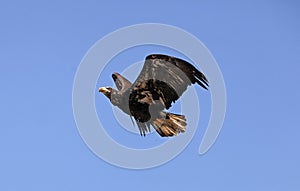 Bald Eagle, haliaeetus leucocephalus, Immature in Flight against Blue Sky