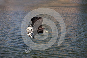 Bald Eagle, haliaeetus leucocephalus, Immature in Flight, Fishing