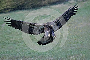 Bald eagle Haliaeetus leucocephalus