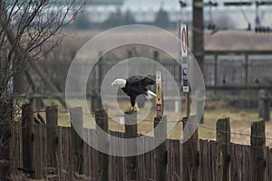 A Bald Eagle Haliaeetus leucocephalus landing on a wooden fenc