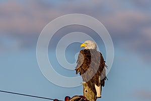 Bald Eagle Haliaeetus leucocephalus looking for prey