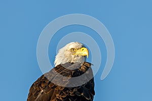 Bald Eagle Haliaeetus leucocephalus looking for prey