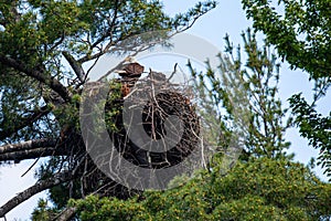 Bald Eagle Haliaeetus leucocephalus in a nest secured in a pine tree in Northern Wisconsin