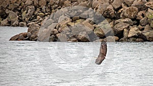 Bald eagle [haliaeetus leucocephalus] with outstretched wings flying low in coastal Alaska United States