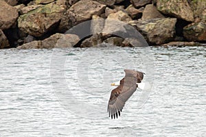 Bald eagle [haliaeetus leucocephalus] with outstretched wings flying low over coastal Alaska USA