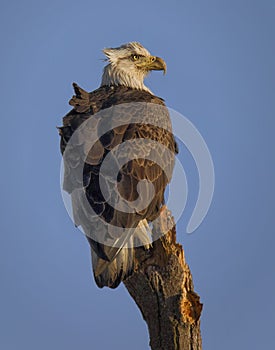 Bald Eagle Haliaeetus leucocephalus perched on a dead tree