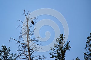 Bald Eagle Haliaeetus leucocephalus perched high in a dead tree.