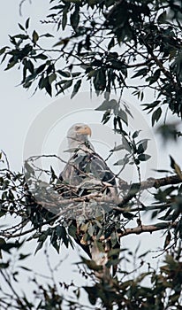 Bald eagle (Haliaeetus leucocephalus) perched on a huge tree