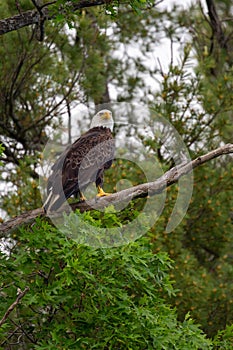 Bald Eagle Haliaeetus leucocephalus perched in a oak tree in Northern Wisconsin