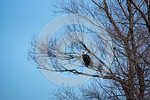 A bald eagle, Haliaeetus leucocephalus, perched on a willow tree