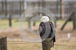 Calvo aquila seduto sul di legno 