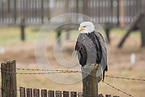 Calvo aquila seduto sul di legno 