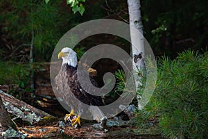 Bald Eagle Haliaeetus leucocephalus perching on a fallen tree with a fish in its talons in Northern Wisconsin