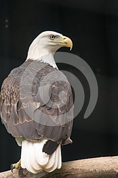 Bald eagle Haliaeetus leucocephalus at Philadelphia Zoo