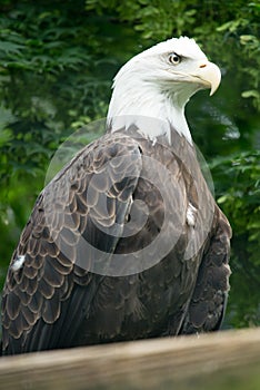 Bald eagle Haliaeetus leucocephalus at Philadelphia Zoo