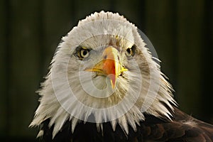 Bald eagle Haliaeetus leucocephalus portrait