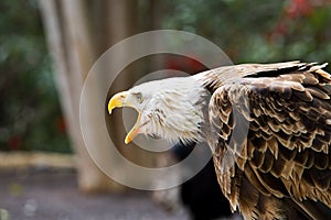 The Bald Eagle Haliaeetus leucocephalus portrait