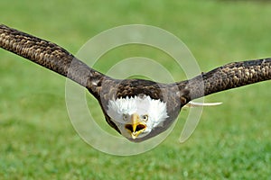 The Bald Eagle (Haliaeetus leucocephalus) portrait