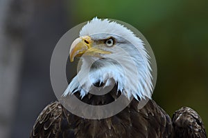 The Bald Eagle & x28;Haliaeetus leucocephalus& x29; portrait