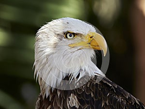The Bald Eagle Haliaeetus leucocephalus portrait
