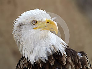 The Bald Eagle Haliaeetus leucocephalus portrait