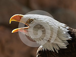 The Bald Eagle Haliaeetus leucocephalus portrait