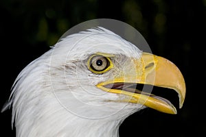 Bald Eagle, haliaeetus leucocephalus, Portrait of Adult with open Beak