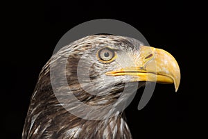 Bald Eagle Haliaeetus leucocephalus Portrait also known as Ame
