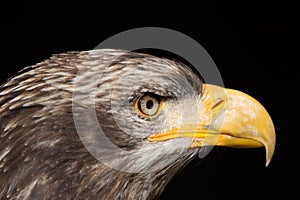 Bald Eagle Haliaeetus leucocephalus Portrait also known as Ame