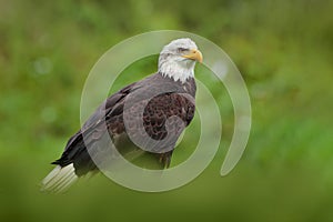 Bald Eagle, Haliaeetus leucocephalus, portrait of brown bird of prey with white head and yellow bill, symbol of freedom of the