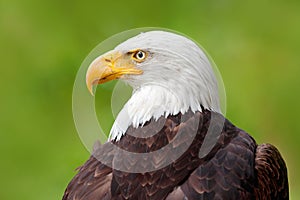 Bald Eagle, Haliaeetus leucocephalus, portrait of brown bird of prey with white head, yellow bill, symbol of freedom of the United