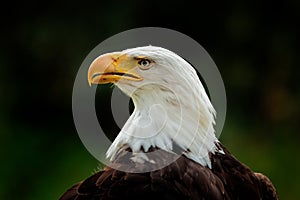 Bald Eagle, Haliaeetus leucocephalus, portrait of brown bird of prey with white head and yellow bill, symbol of freedom of the